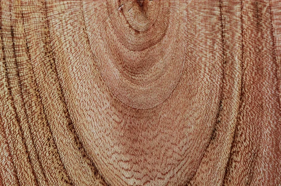 Close-up of hardwood end grain showing consistent growth rings and color