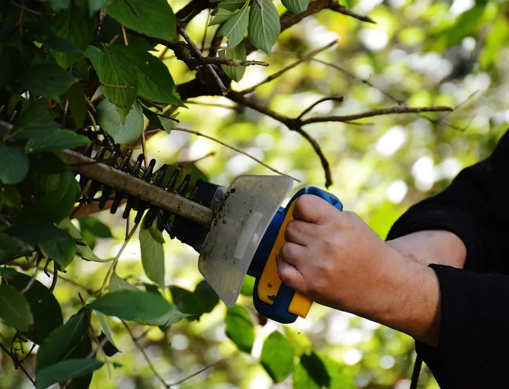Hand holding a hedge trimmer cutting through leafy branches