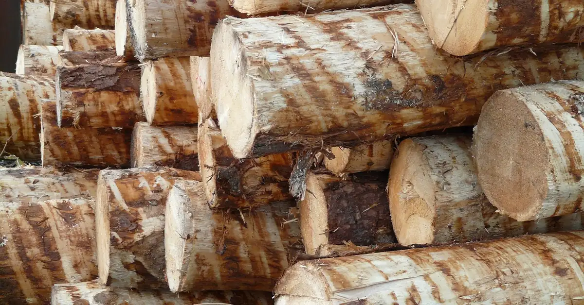 Stacked debarked logs with cut ends showing fresh wood, the raw material for veneer