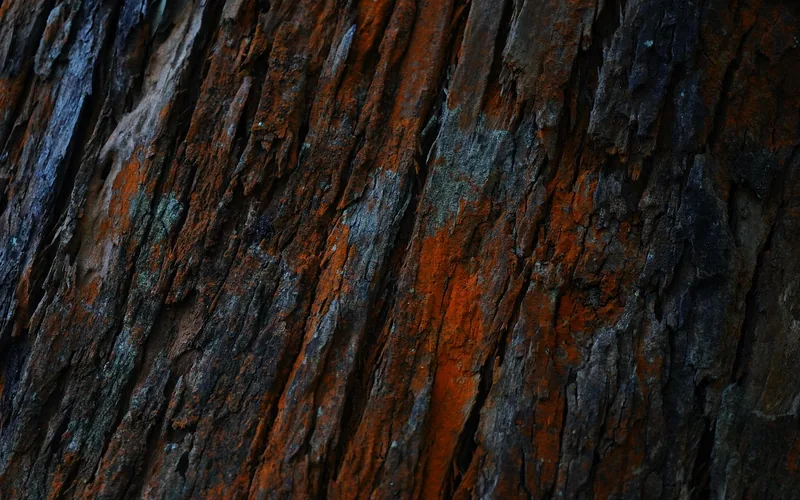 Walnut wood texture on a desk surface showing dark natural grain patterning Walnut wood texture on a desk surface showing dark natural grain patterning