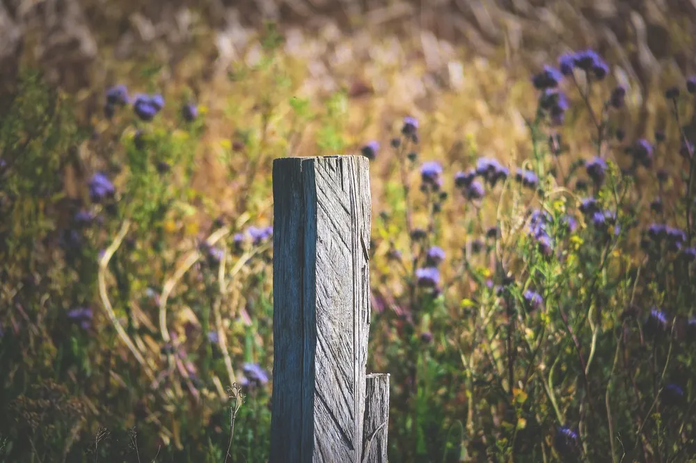 Weathered wooden fence post with checked, gray surface in a meadow