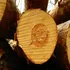 Wood grain showing color from oil conditioning
