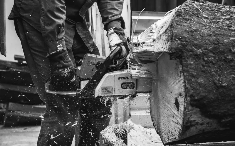 close-up of a chainsaw blade crosscutting through a large log, sawdust flying
