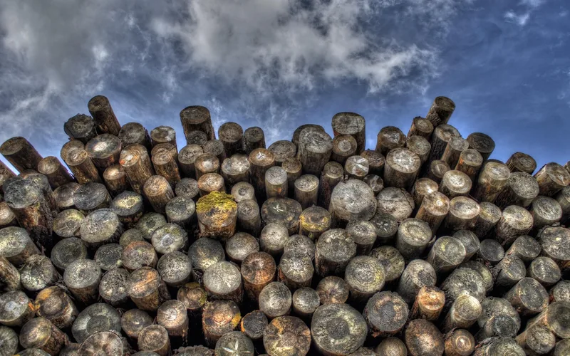 large stack of freshly cut log rounds of varying diameter piled outdoors