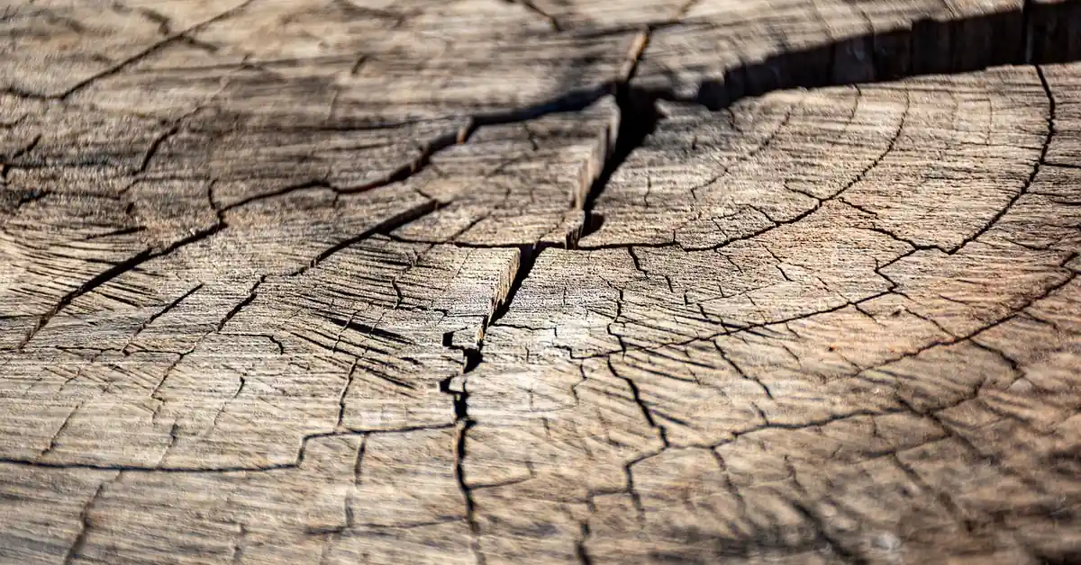 log end grain with radial checking cracks from uneven drying shrinkage