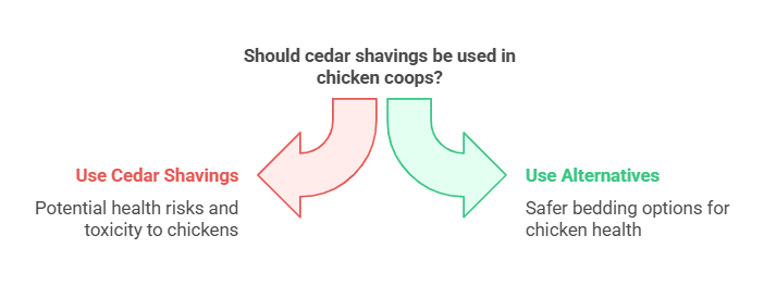 Can You Use Cedar Shavings for Chickens
