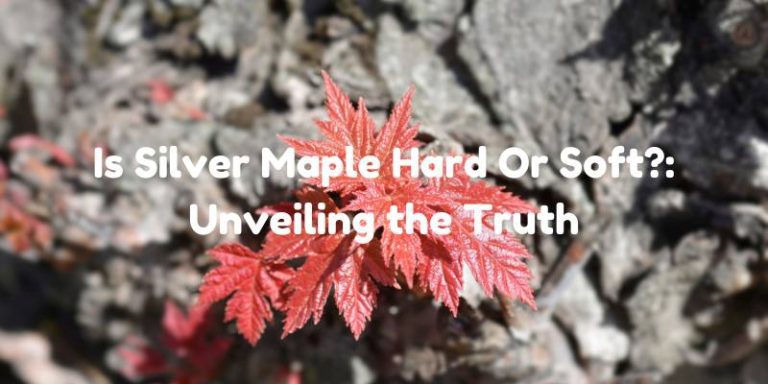 Is Silver Maple Hard Or Soft?: Unveiling the Truth