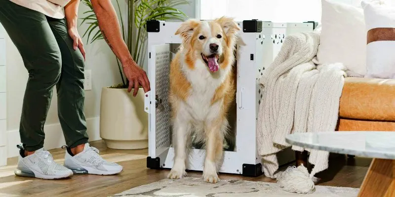 What to Put under Dog Crate to Protect Hardwood Floors