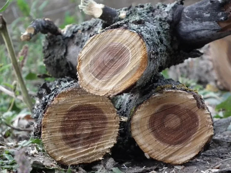 Cut apple tree logs showing dark heartwood and pale sapwood rings