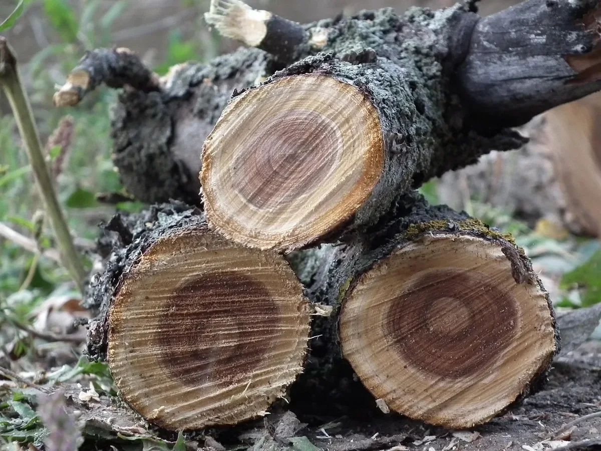 Cut apple tree logs showing dark heartwood and pale sapwood rings