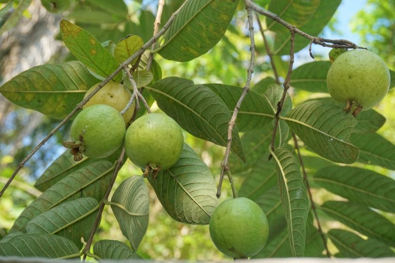 Are Black Walnut Trees Worth Money
