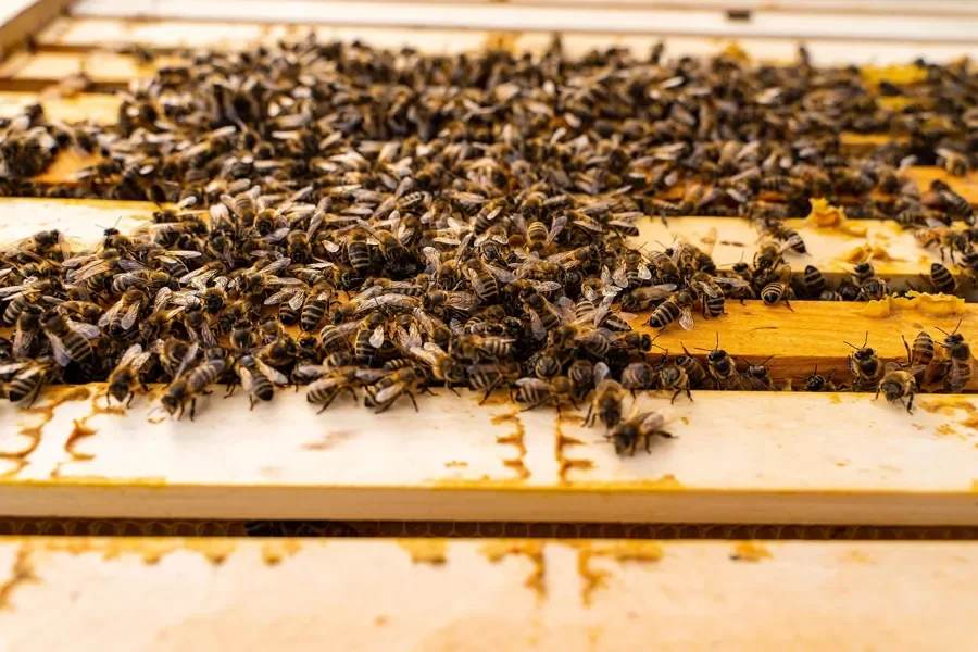 Honey bees crowded on the top bars of hive frames inside a wooden hive body