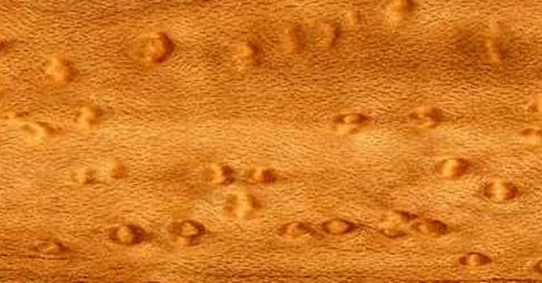 Close-up of bird's eye maple wood grain showing the small round eye figure