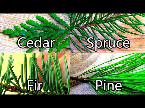 Cedar Compared to Pine Tree