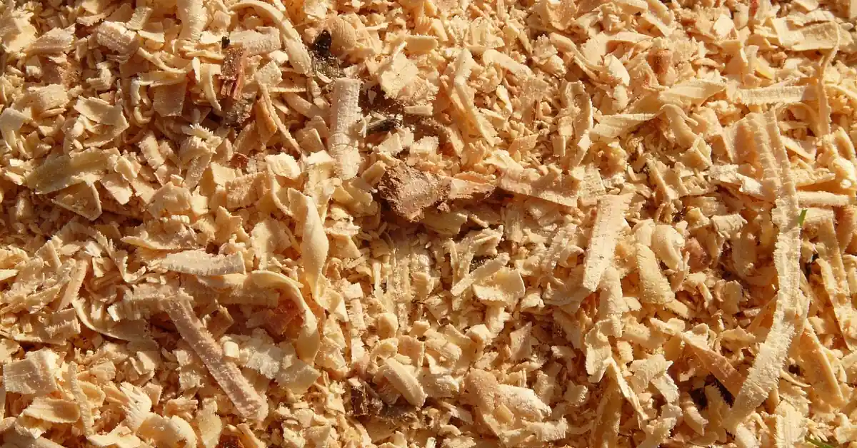 Close-up of fine cedar sawdust, the wood dust IARC links to cancer risk with repeated inhalation