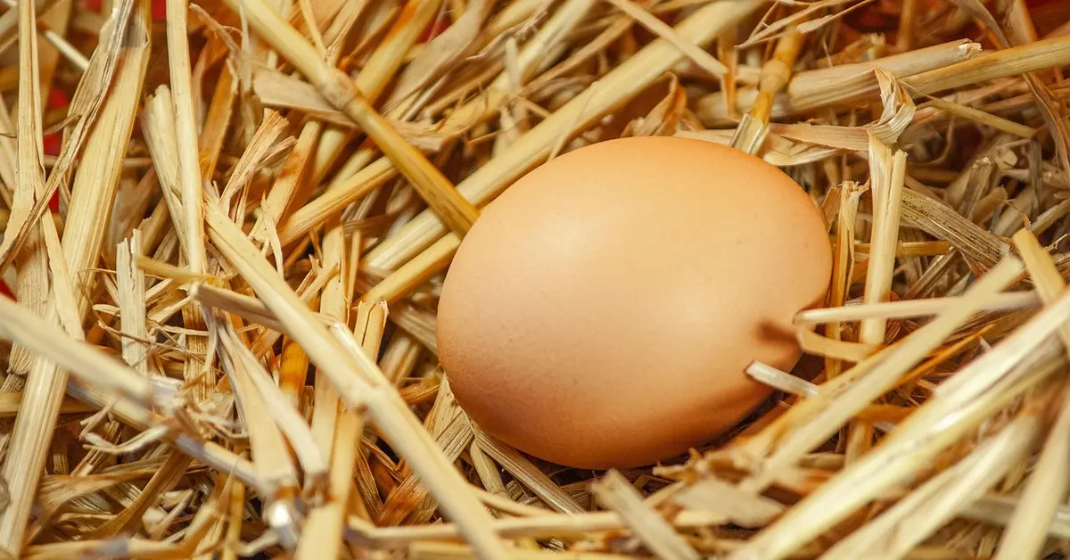 Straw chicken coop bedding, a safer alternative to cedar shavings