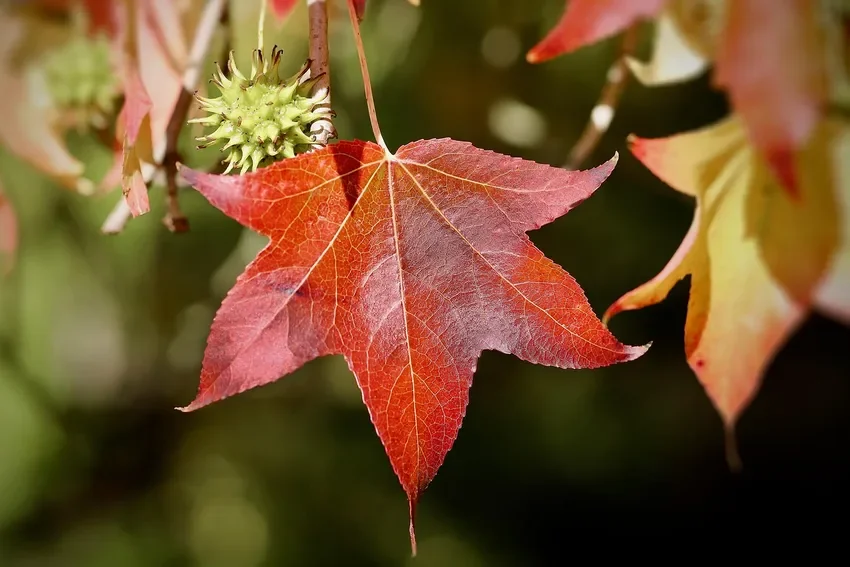 star-shaped sweet gum leaf in red autumn color beside a seed ball