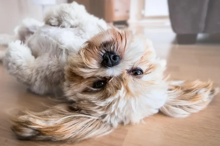 Dog resting on a finished wood floor