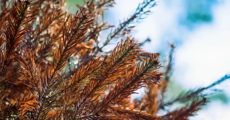 Close-up of brown, dying cedar tree needles showing early signs of decline