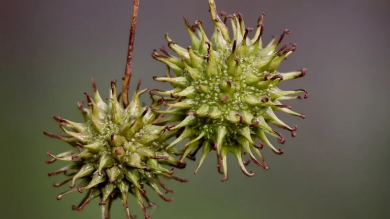 sweet gum seed balls hanging from a branch