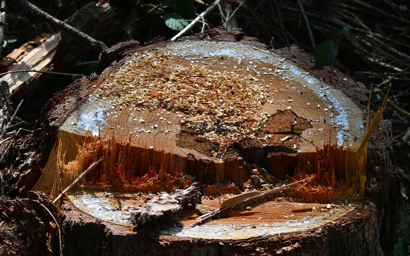 Freshly cut conifer stump covered in sawdust showing orange and pale wood