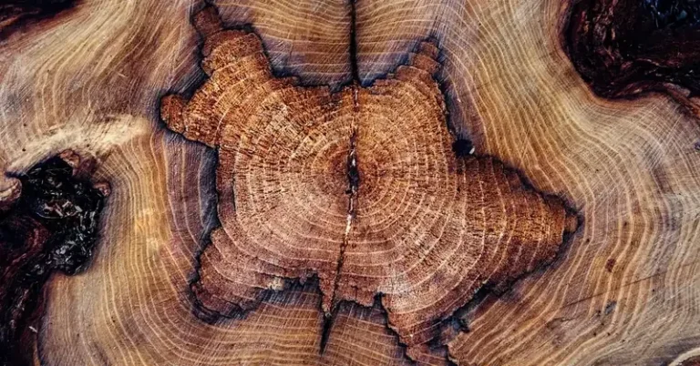 Log cross section showing darker inner heartwood surrounded by lighter sapwood rings