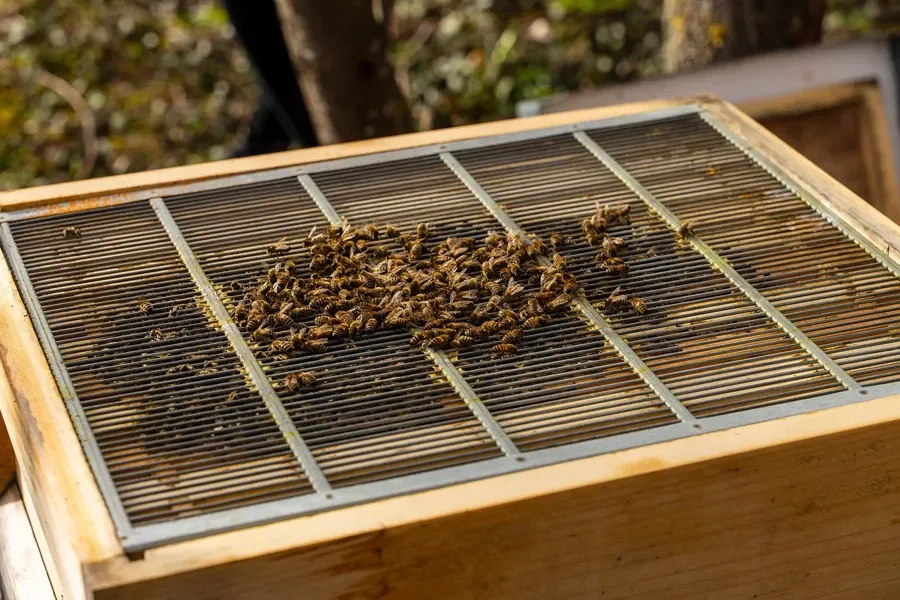 Wooden hive box seen from above with bees gathered on a screened top