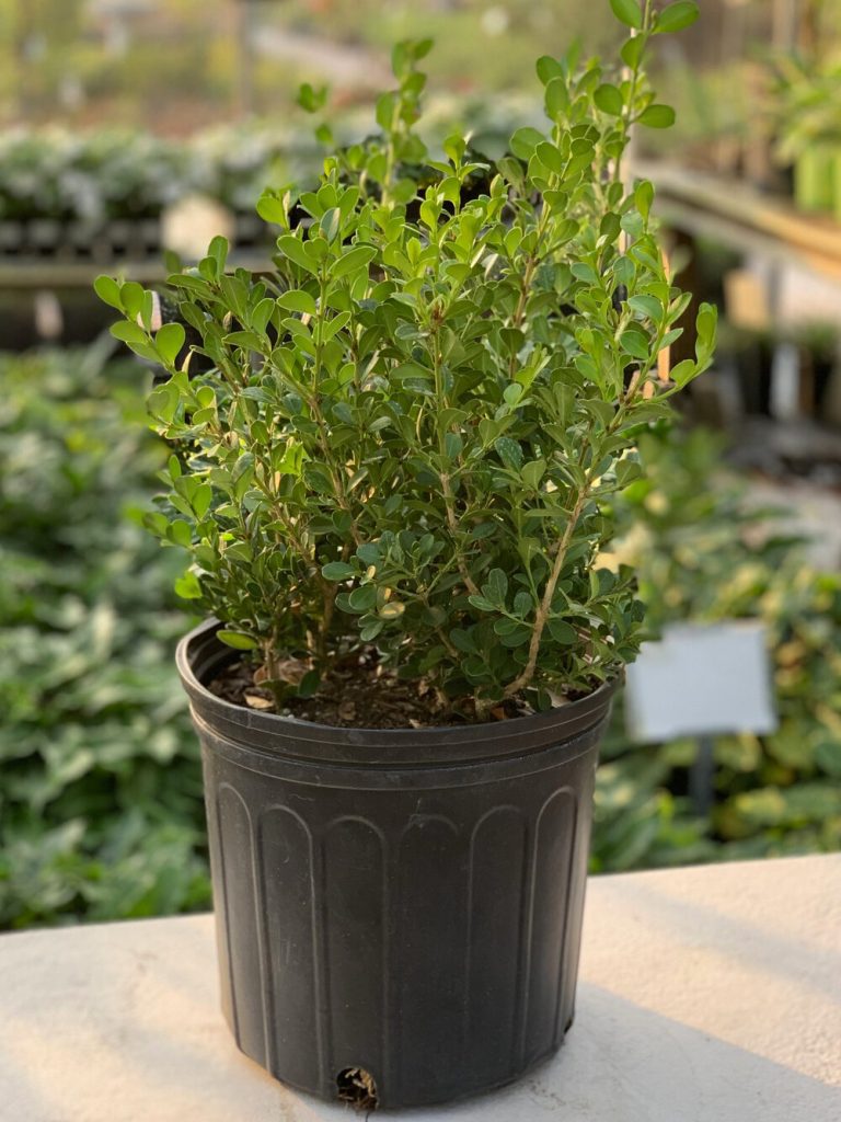 How Tall is a 3 Gallon Boxwood