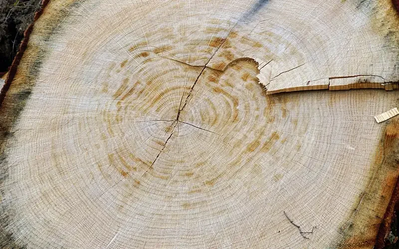 Cut log cross section with a pale outer band around the darker inner wood