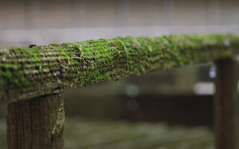 green moss and mold growing on a damp wooden railing post green moss and mold growing on a damp wooden railing post outdoors