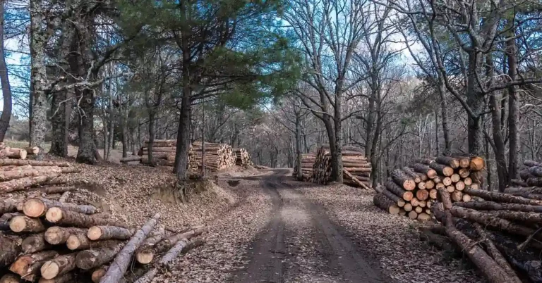 Freshly cut oak logs stacked along a forest logging road before milling