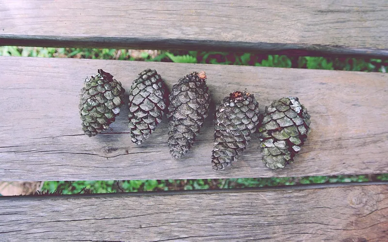 Pine cones lined up on weathered wooden boards
