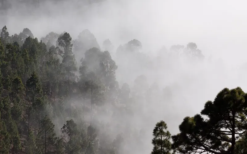 Conifer forest hillside wrapped in low mist