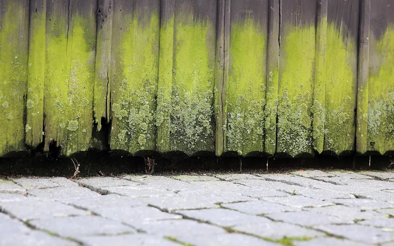 Damp wooden boards covered in green algae where they meet paving Damp wooden boards covered in green algae where they meet paving