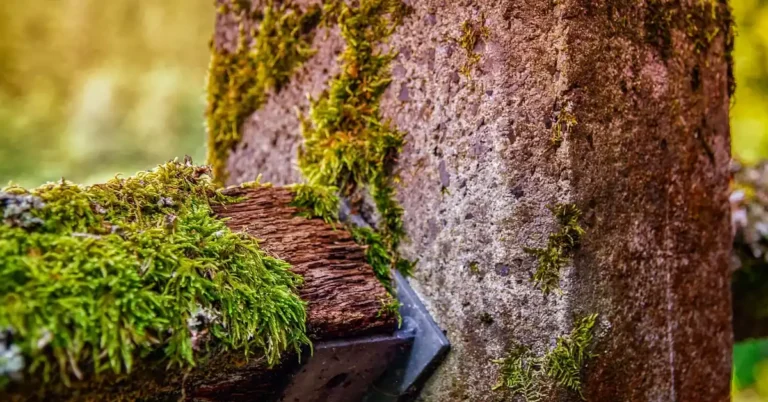 Wooden beam bolted to a weathered concrete post with moss growing on both surfaces