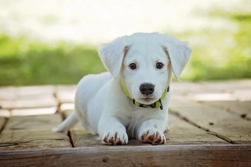 White puppy lying on wooden boards