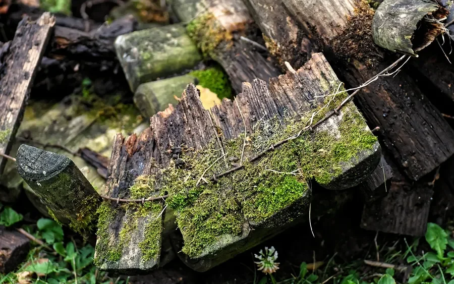 Rotted wooden fence boards covered in moss lying on damp ground Rotted wooden fence boards covered in moss lying on damp ground