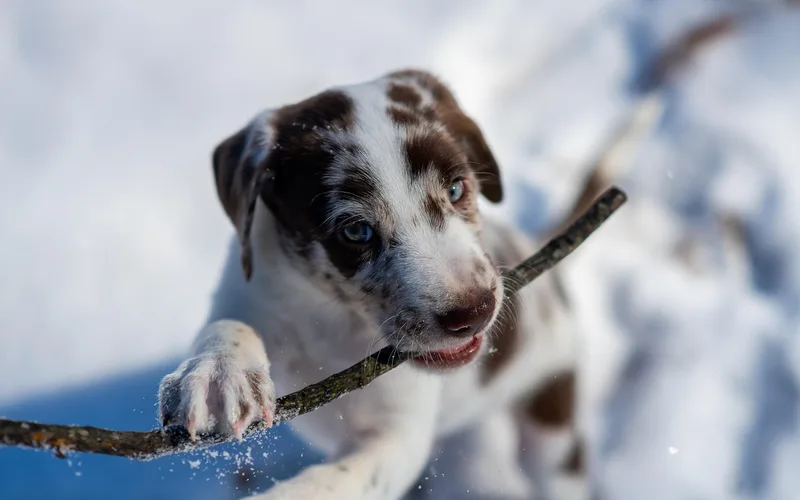 Puppy chewing a natural stick outdoors