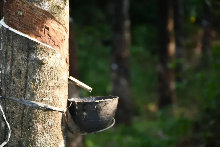 Latex collection cup on a rubber tree, the source of parawood (rubberwood)