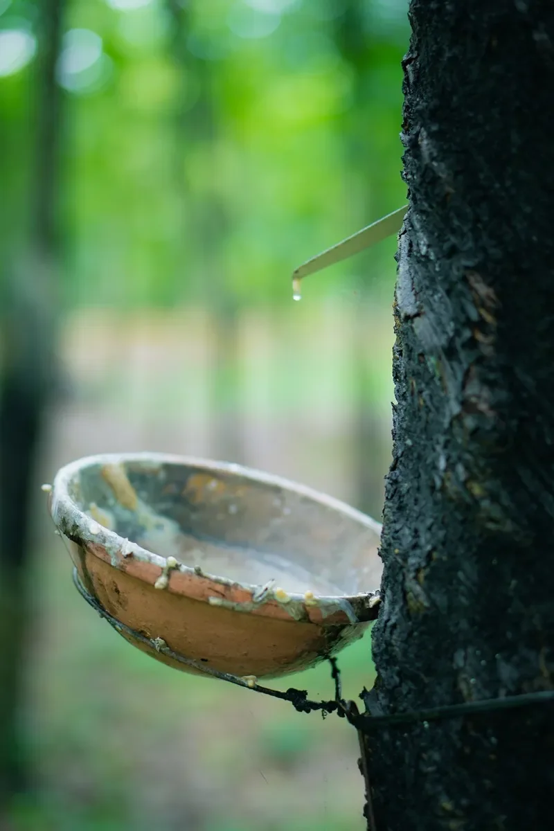 Latex dripping into a tapping cup on a Hevea rubber tree