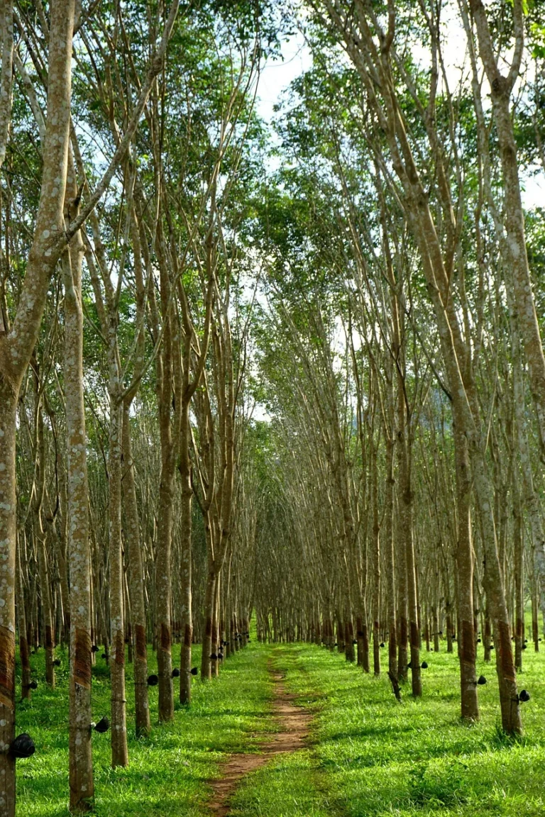 Rows of rubber trees in a rubber tree plantation, the source of rubberwood lumber