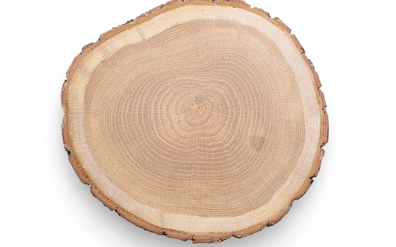 Freshly sanded oak wood slice with smooth surface ready for sealant Freshly sanded oak wood slice with smooth surface ready for sealant