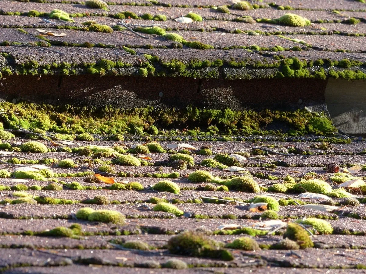 Moss-covered asphalt shingles on a small shed roof