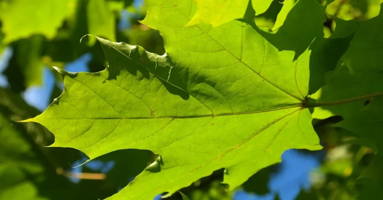 Close-up of a silver maple leaf, the tree behind Acer saccharinum's soft, low-Janka wood