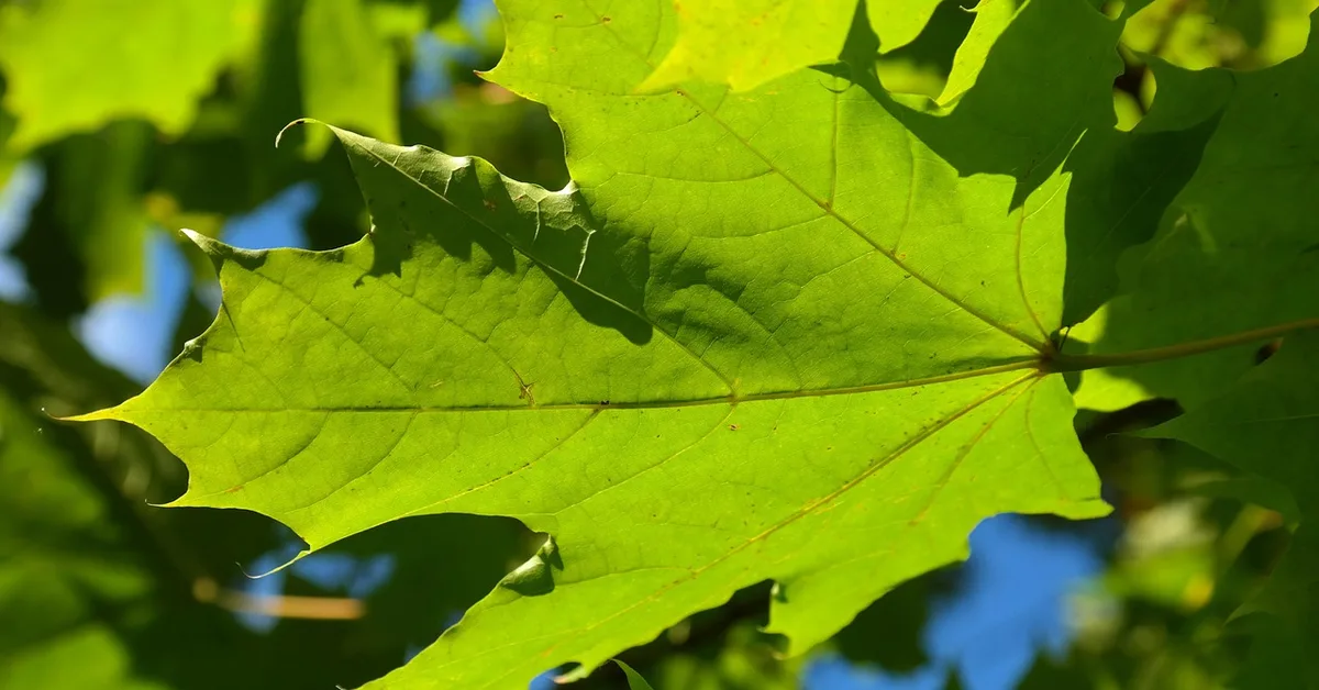 Close-up of a silver maple leaf, the tree behind Acer saccharinum's soft, low-Janka wood