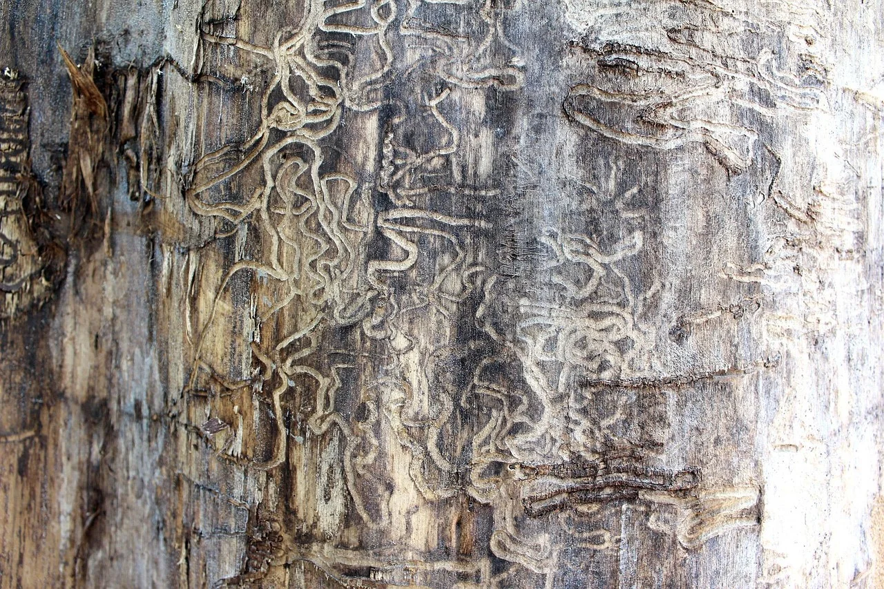 close-up of winding termite tunnel galleries carved through damaged wood grain