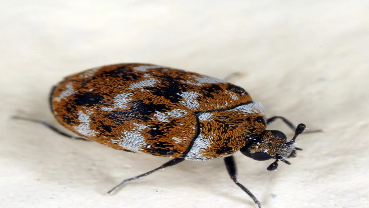 Close-up of a varied carpet beetle, the pest species this article addresses