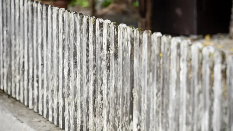 Weathered gray wooden picket fence with moss and lichen along the top of the pickets