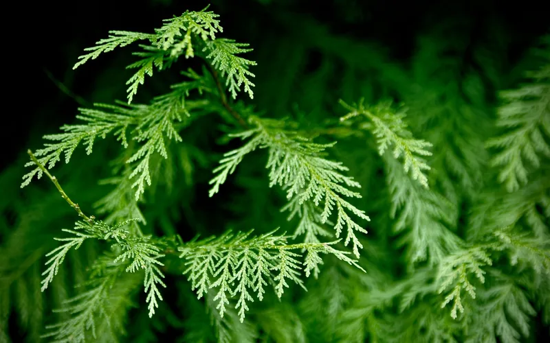 close-up of Western Red Cedar foliage, the species most linked to cedar skin rash
