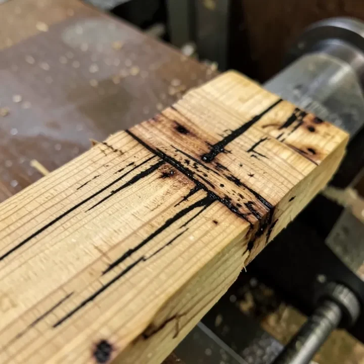 Spalted maple wood cross section showing black zone lines